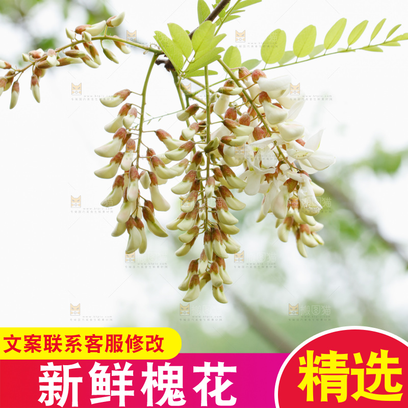 槐花
