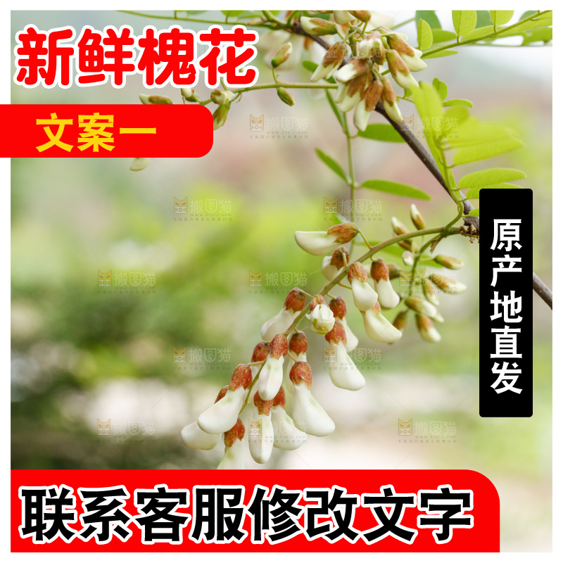 槐花