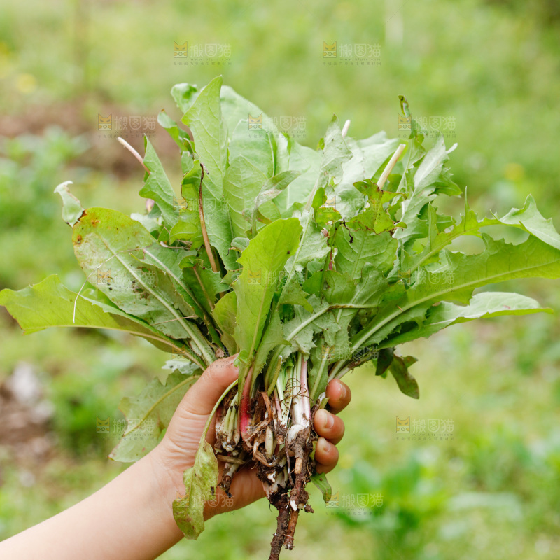 蒲公英