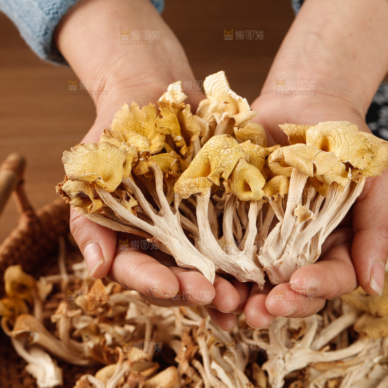 黄金菇