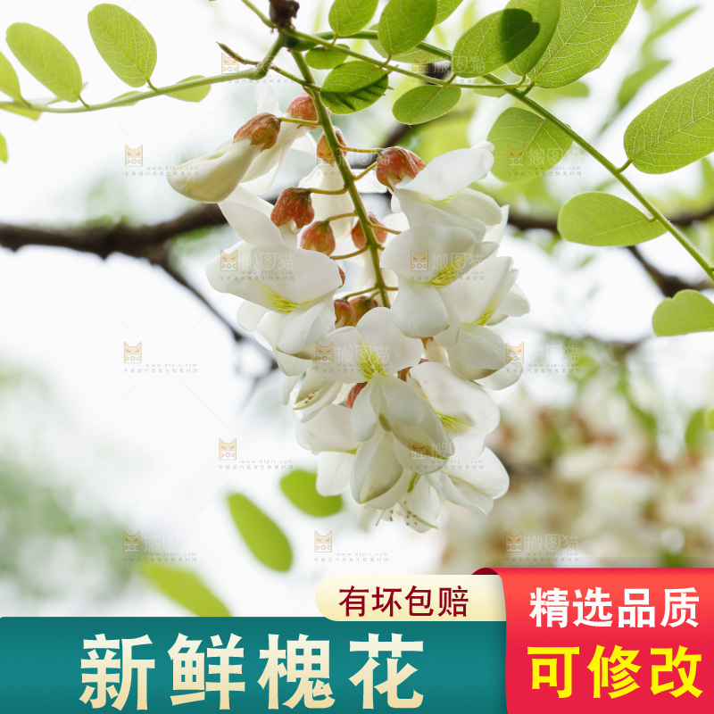 树上的新鲜槐花