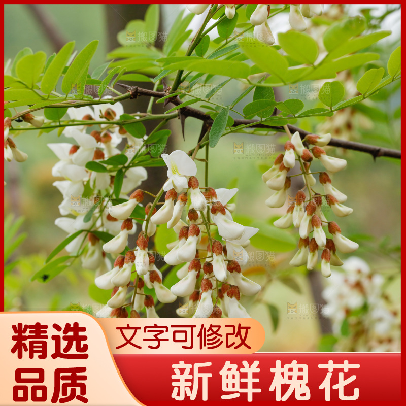 槐花