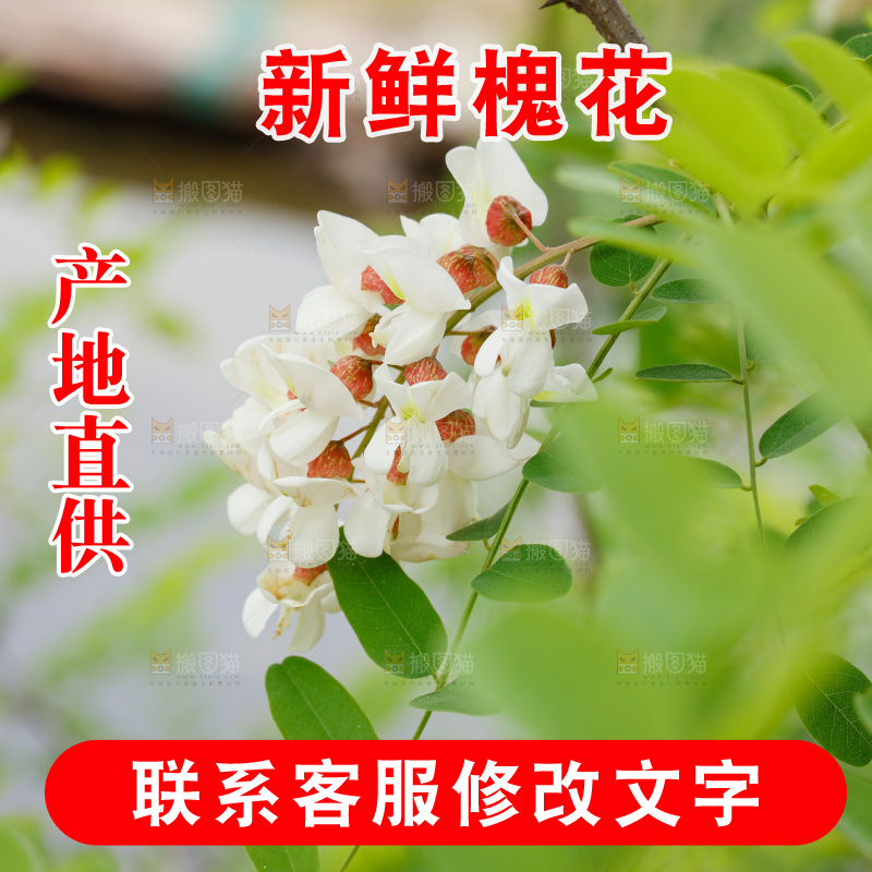 树上的新鲜槐花