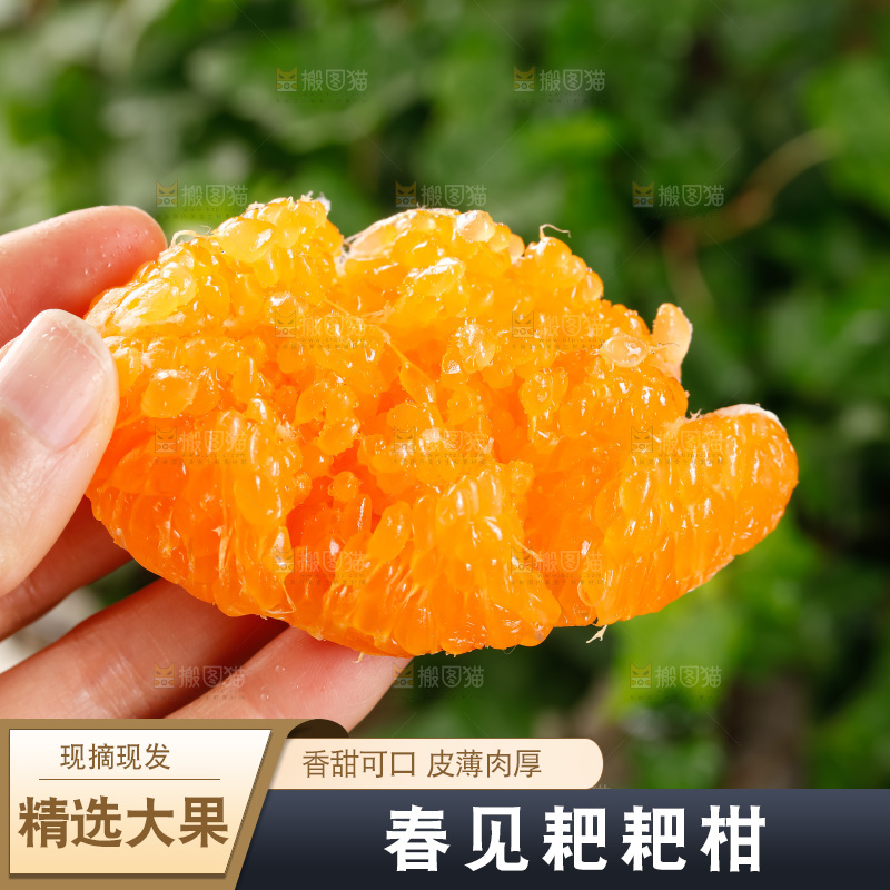 春见耙耙柑