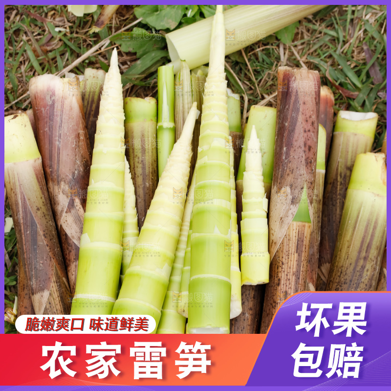 地上的新鲜春笋