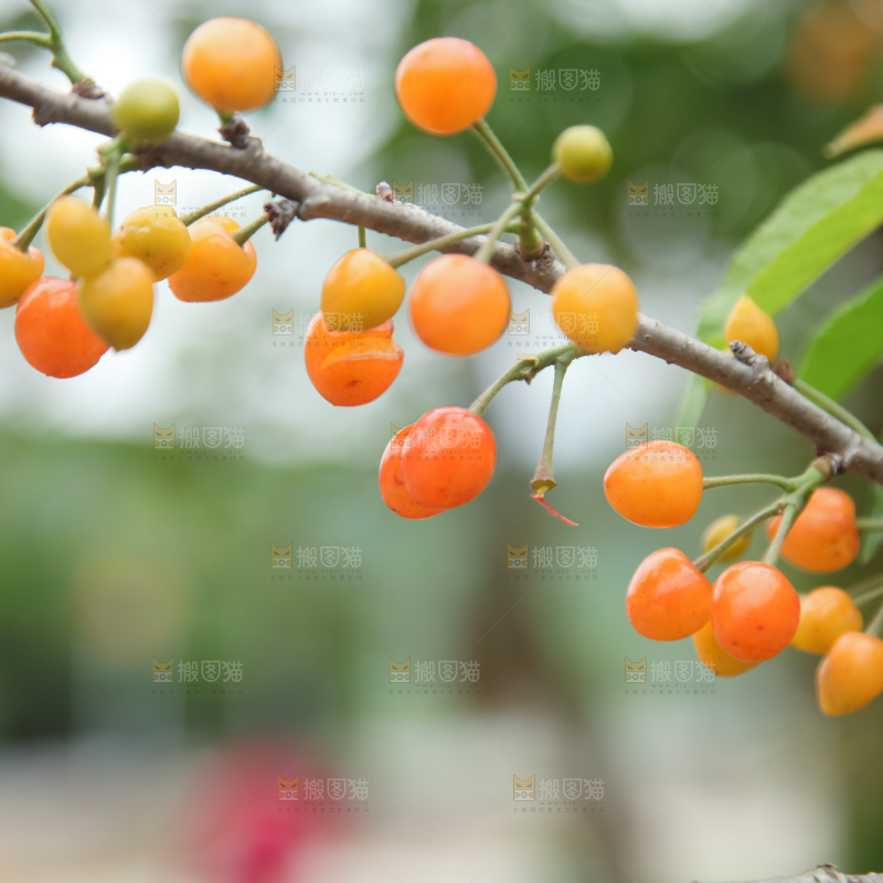 樱桃树