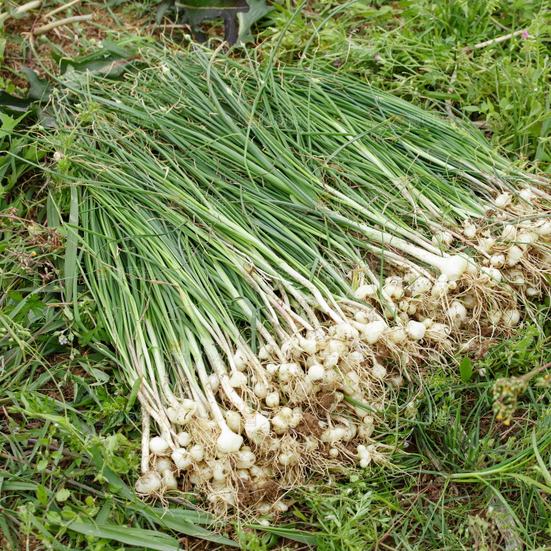 野葱