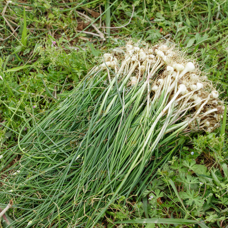 野葱