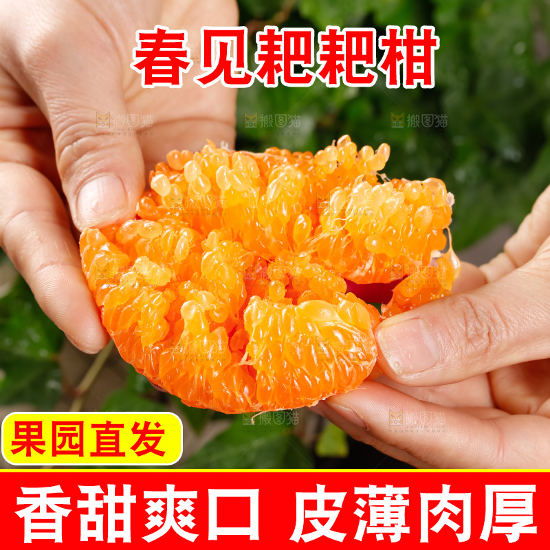 春见耙耙柑