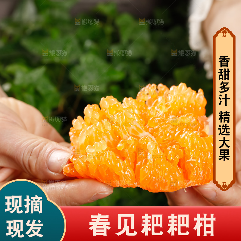 春见耙耙柑