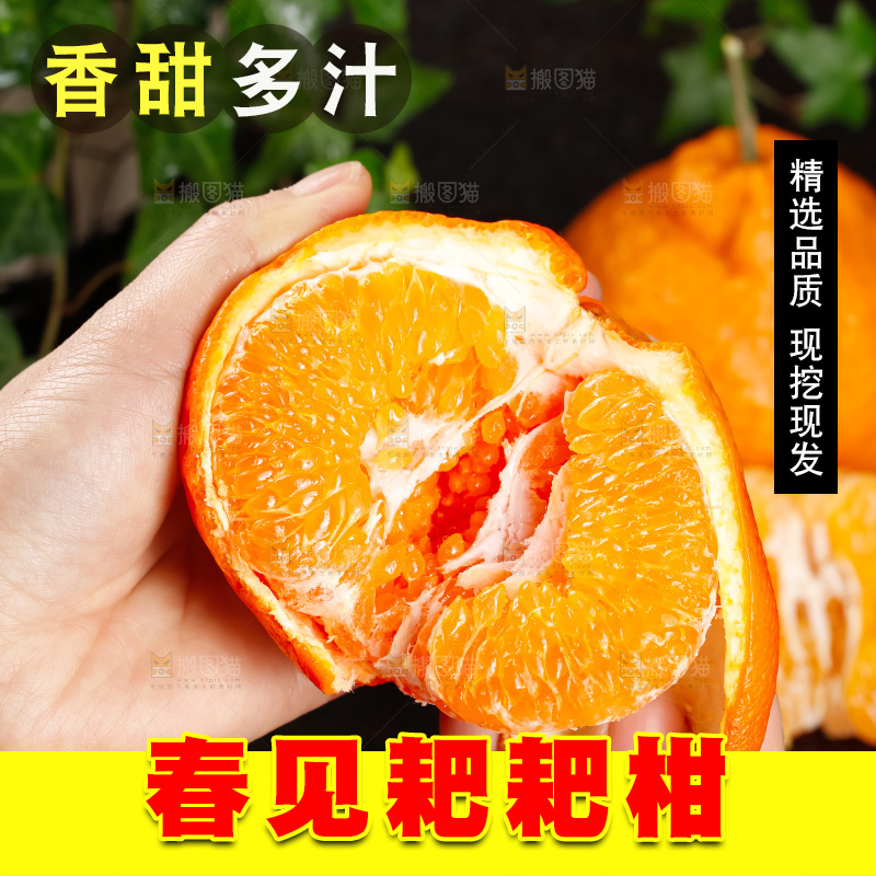 春见耙耙柑