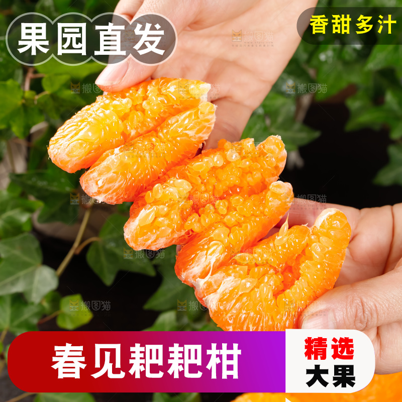 春见耙耙柑