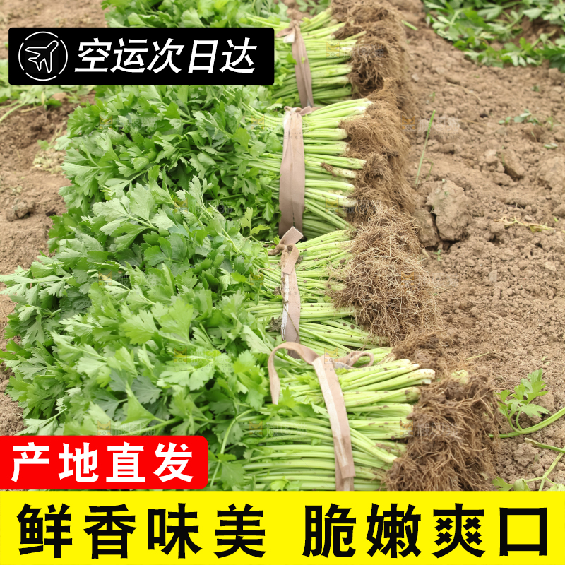 芹菜