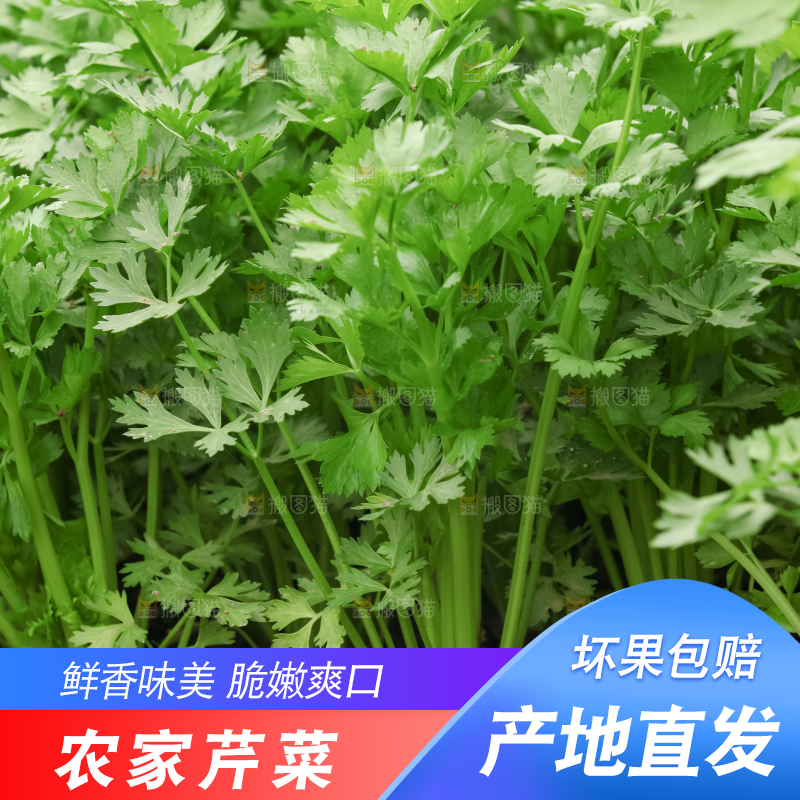 芹菜
