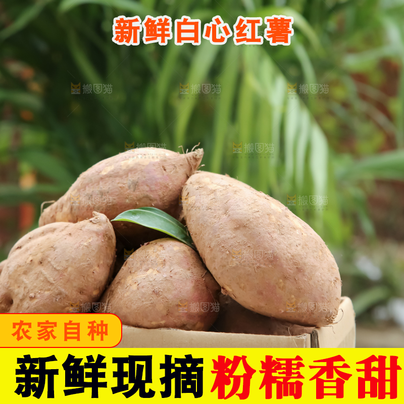 白心红薯