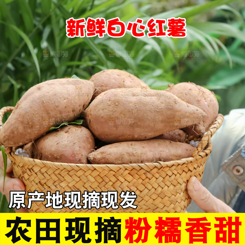 白心红薯