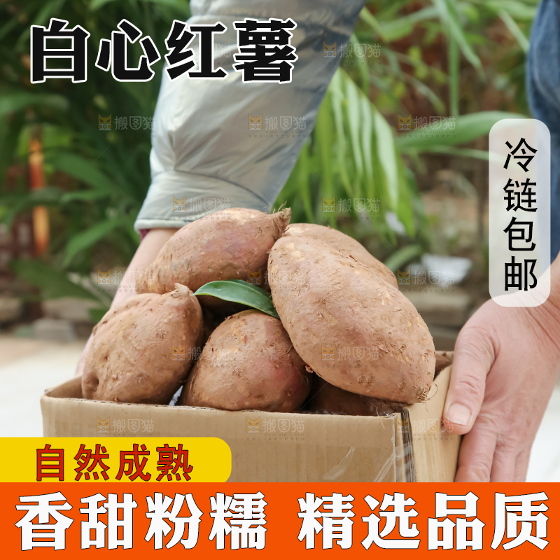白心红薯