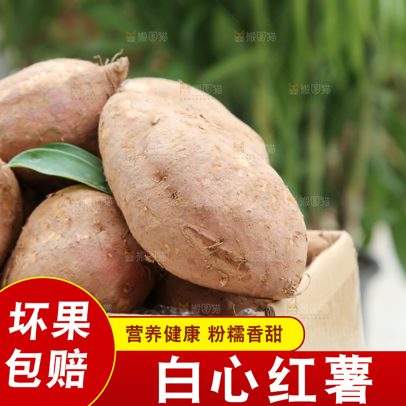 白心红薯