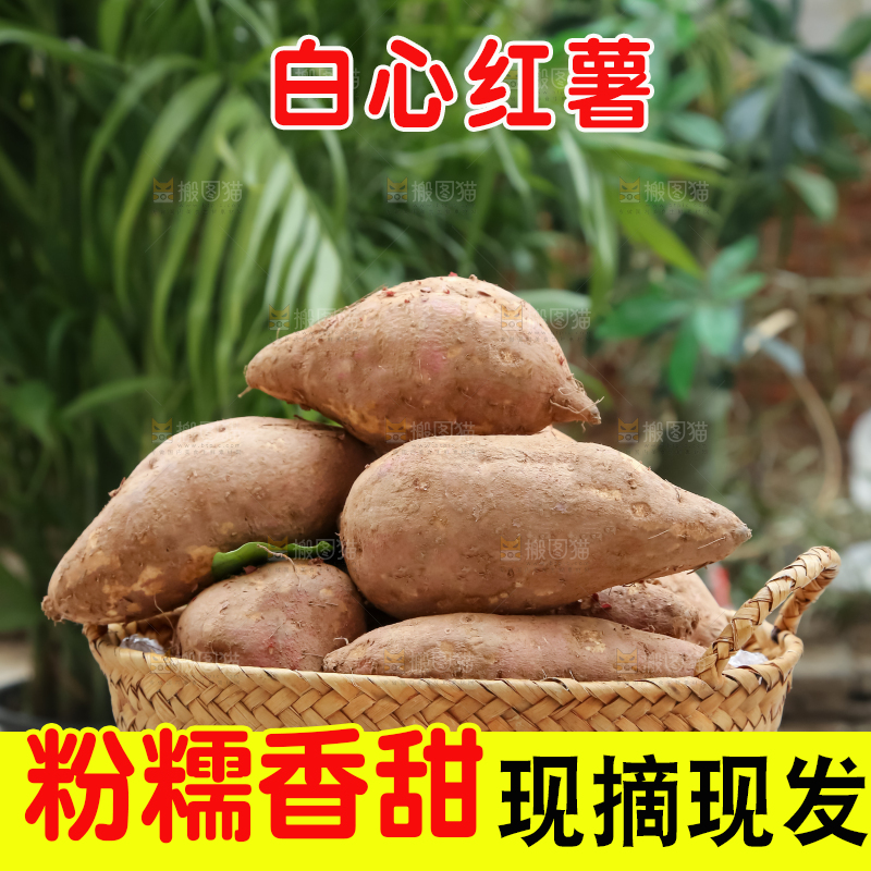 白心红薯