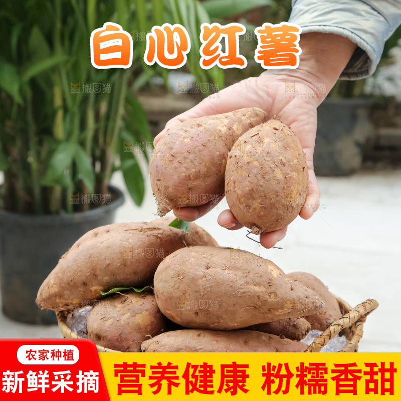 白心红薯