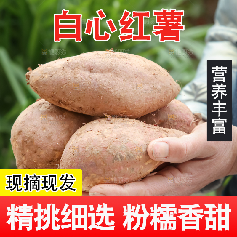 白心红薯