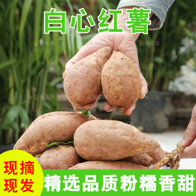 白心红薯