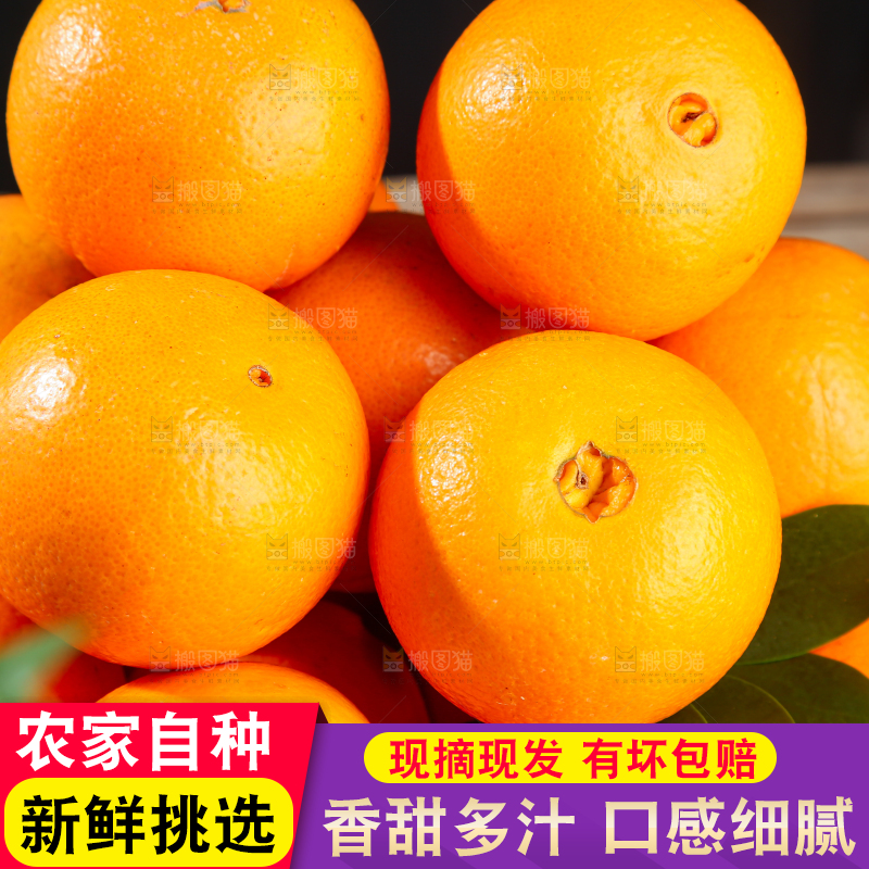 脐橙