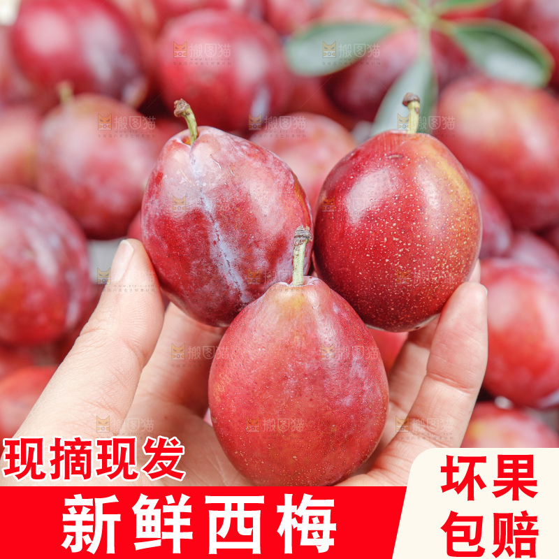 西梅