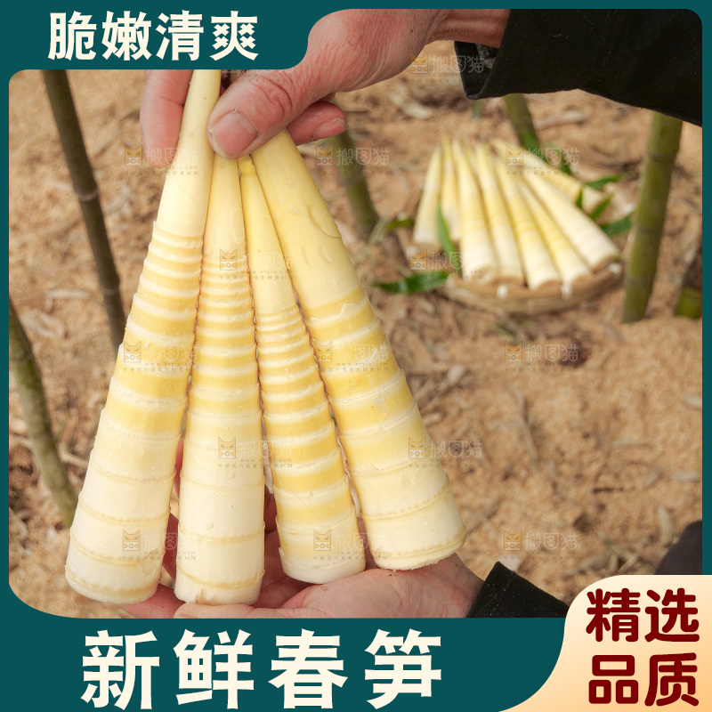 春笋