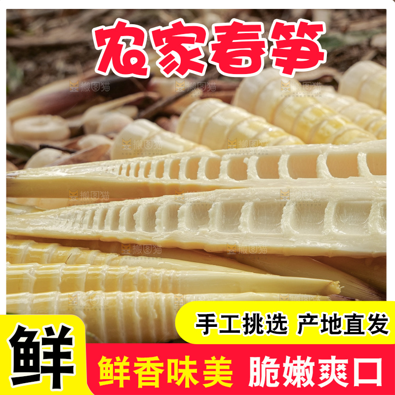 春笋