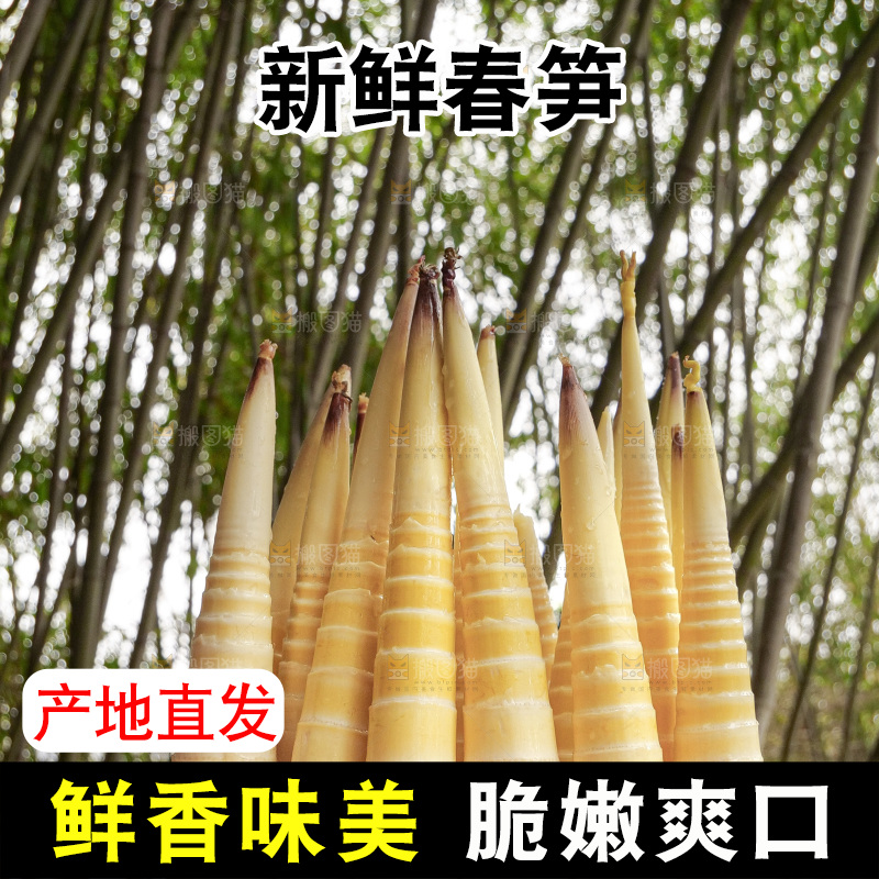 春笋