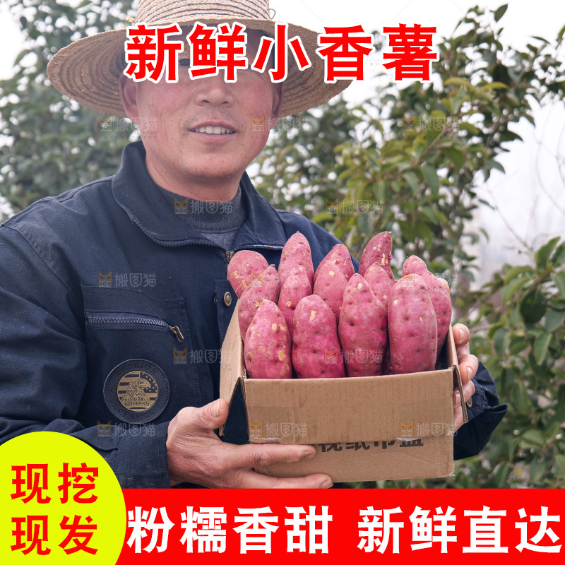 小香薯