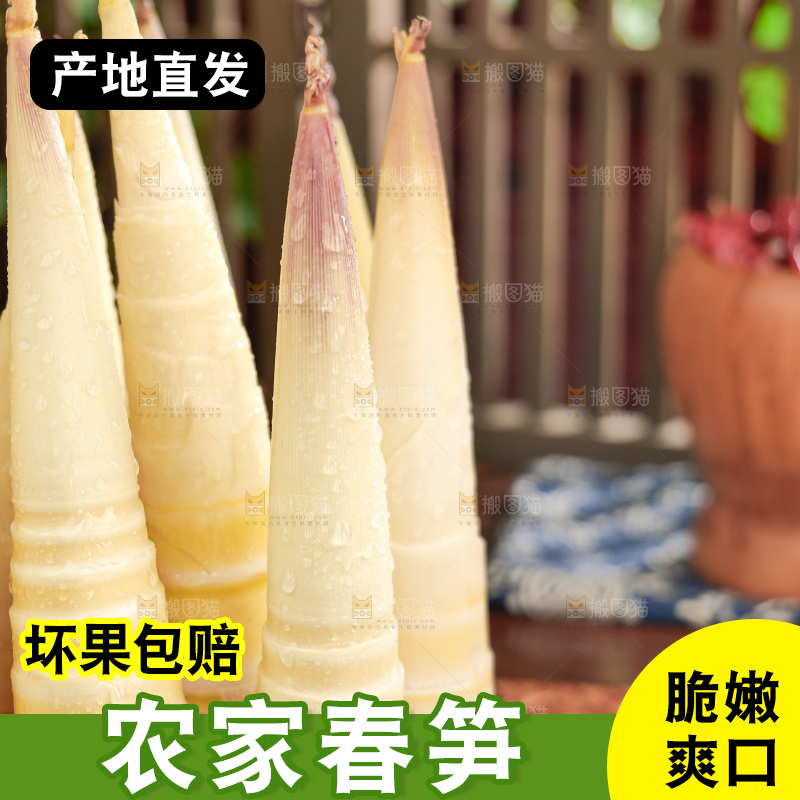 春笋