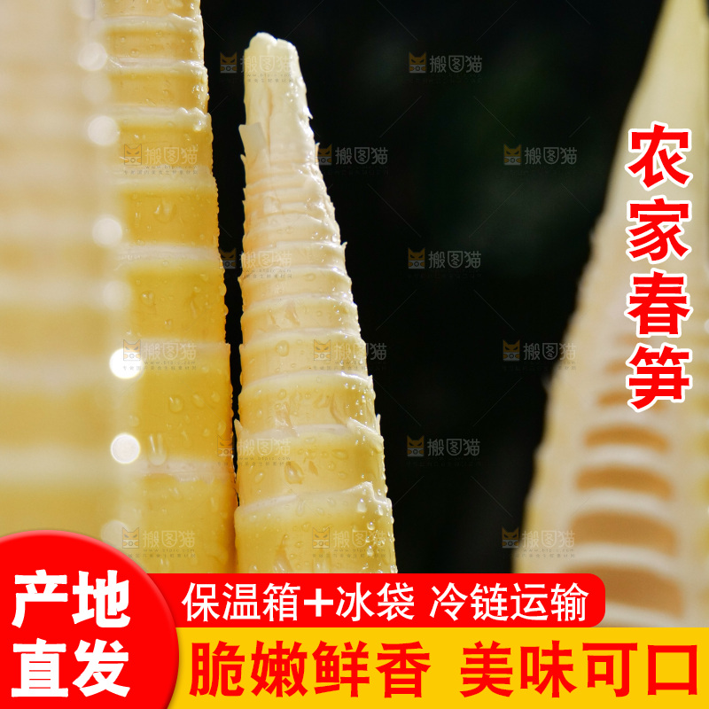 春笋