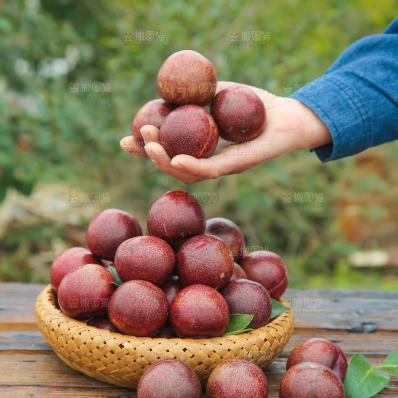 凤凰李