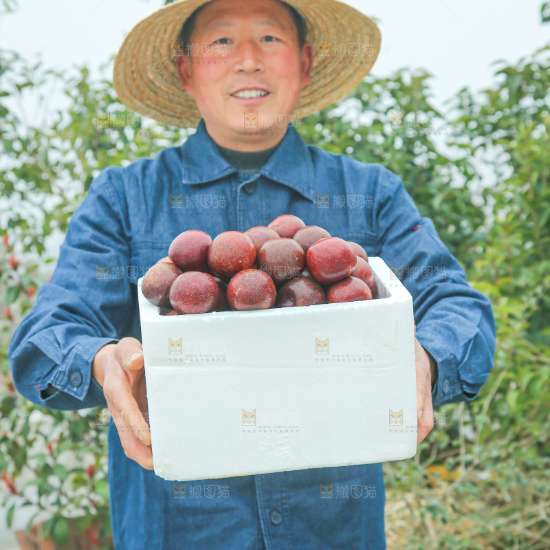 凤凰李