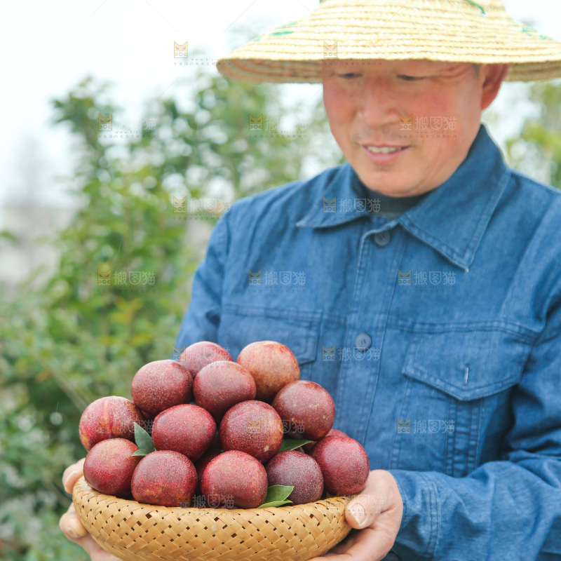 凤凰李