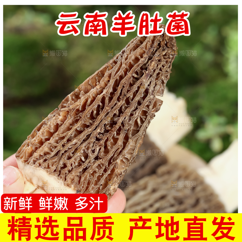 羊肚菌