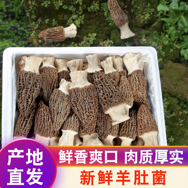 羊肚菌