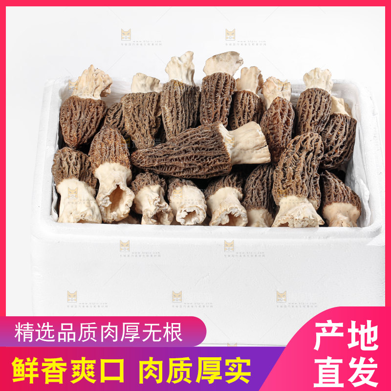 羊肚菌