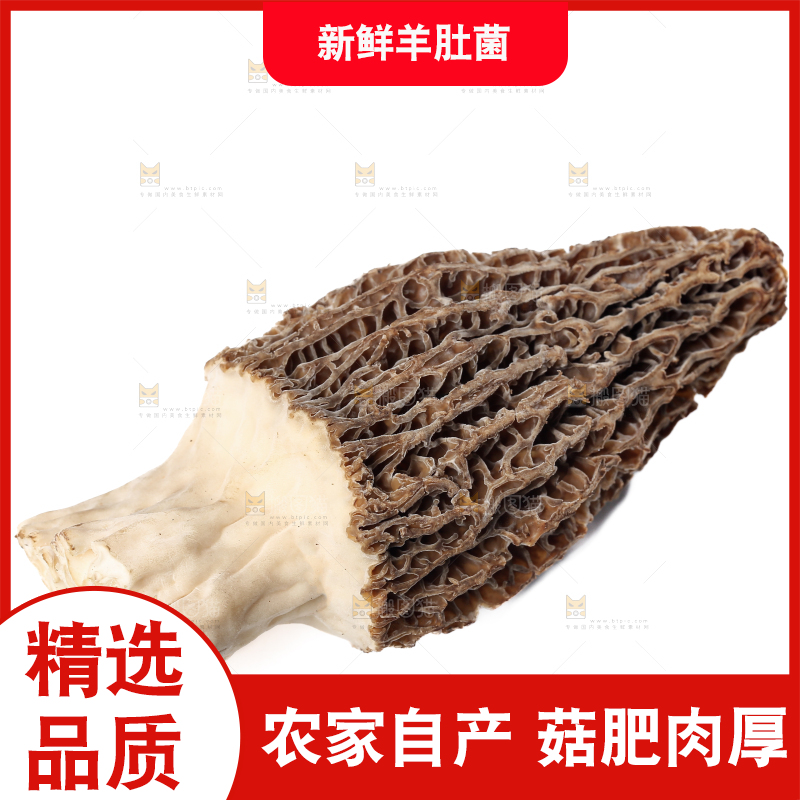 羊肚菌