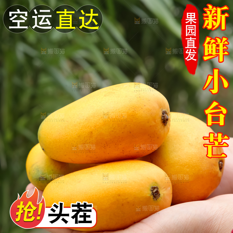 小台芒