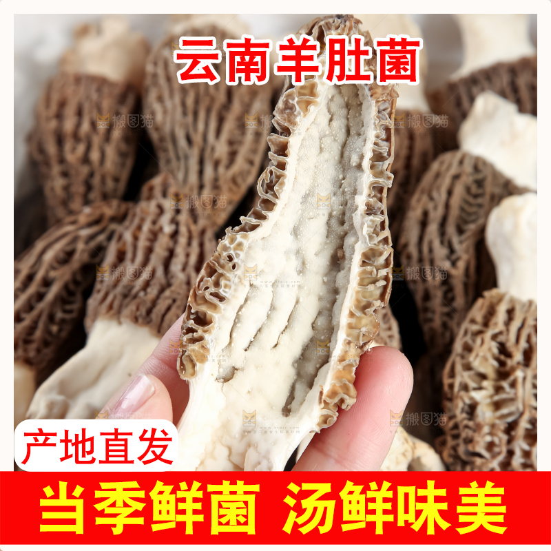 羊肚菌
