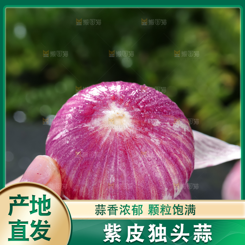 独头蒜