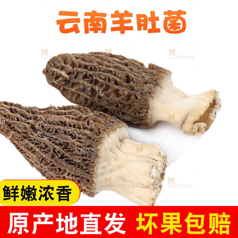 羊肚菌