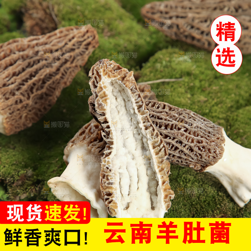 羊肚菌