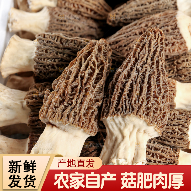 羊肚菌