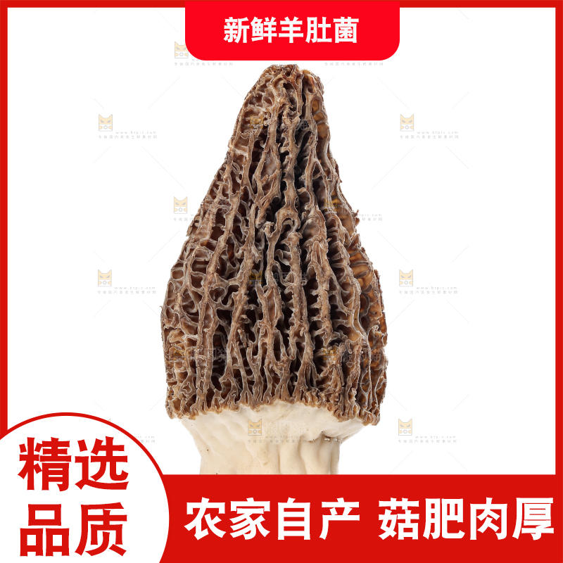 羊肚菌