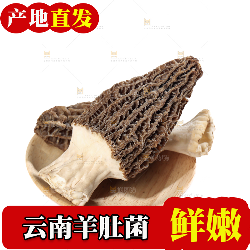 羊肚菌