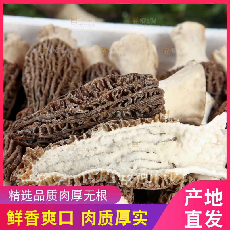 羊肚菌